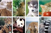 Galeria com miniatura deslizante usando CSS3