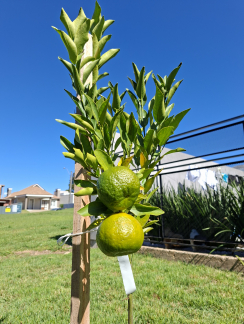 Diruna Diruna