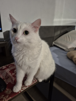 Foto do gato Foto do gato
