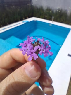 Galaxy A17 - câmera macro Galaxy A17 - câmera macro