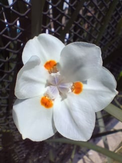 Galaxy A17 - câmera macro Galaxy A17 - câmera macro