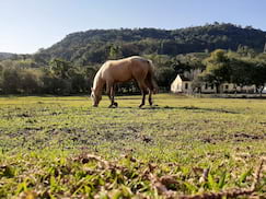 Foto câmera traseira, HDR trabalhou bem na iluminação do cavalo