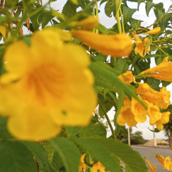 Agora o efeito contrário, com a primeira flor desfocada.