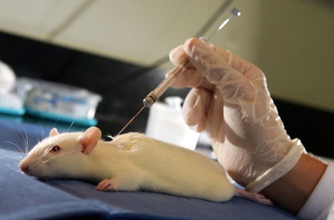 Pesquisas com uso de animais devem acabar em até cinco anos Pesquisas com uso de animais devem acabar em até cinco anos