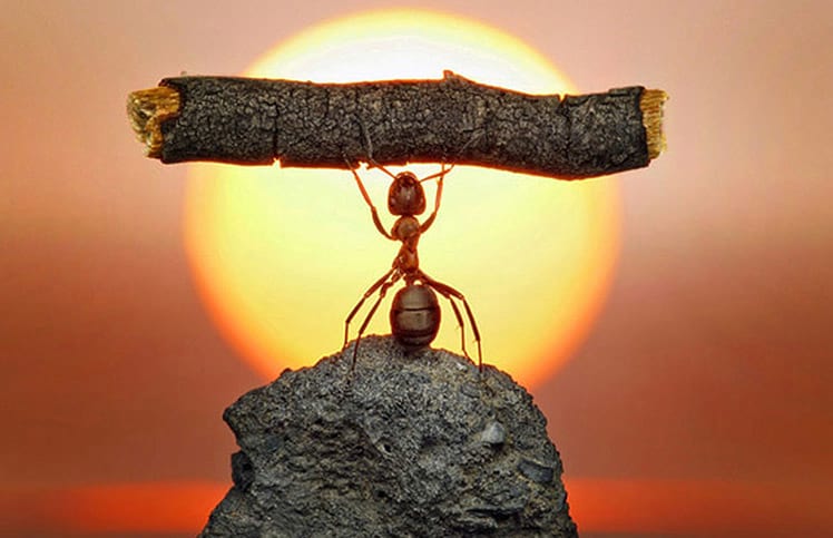Por que as formigas conseguem carregar tanto peso?