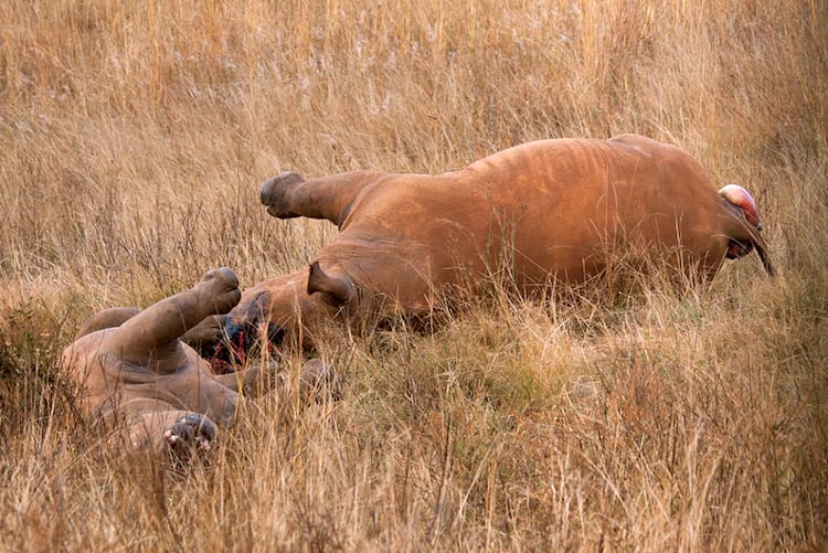 A mother and a puppy of abandoned rhinos after being killed and having their horns ripped out in South Africa