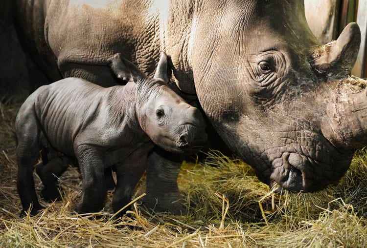 The rhinoceros population has already grown considerably since the beginning of the