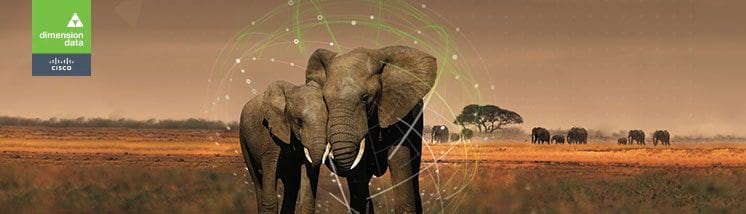 Elephants in Zambia to receive assistance from Connected Conservation