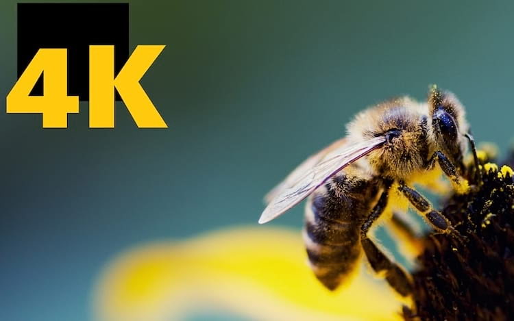 Telas 4K começam a ser usadas por fabricantes em monitores de menor resolução Telas 4K começam a ser usadas por fabricantes em monitores de menor resolução