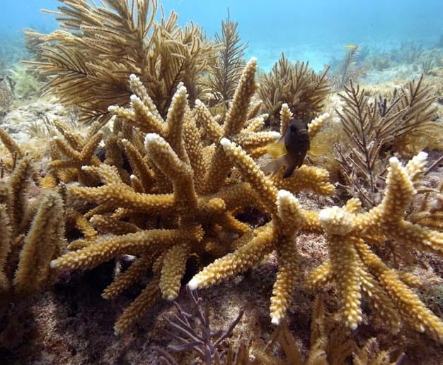 Coral de Staghorn perto de Key West, Flórida.