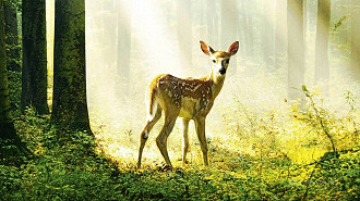 Bambi: Uma Aventura na Floresta (2025) Bambi: Uma Aventura na Floresta (2025)
