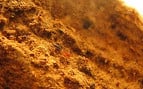 Cientistas da Universidade Federal de Minas Gerais descobrem novas espécies de aracnídeos Cientistas da Universidade Federal de Minas Gerais descobrem novas espécies de aracnídeos