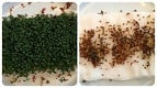 Alunas da Dinamarca descobriram que plantas não crescem próximas a roteadores Wi-Fi Alunas da Dinamarca descobriram que plantas não crescem próximas a roteadores Wi-Fi