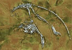 Archicebus achilles, primata descoberto na China pode ser o mais antigo de todos Archicebus achilles, primata descoberto na China pode ser o mais antigo de todos