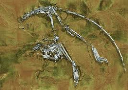 Archicebus achilles, primata descoberto na China pode ser o mais antigo de todos Archicebus achilles, primata descoberto na China pode ser o mais antigo de todos