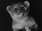 Cientistas descobrem mamífero semelhante ao Guaxinim na América do Sul Cientistas descobrem mamífero semelhante ao Guaxinim na América do Sul