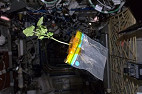Pela primeira vez, NASA irá plantar vegetais no espaço Pela primeira vez, NASA irá plantar vegetais no espaço