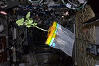 Pela primeira vez, NASA irá plantar vegetais no espaço Pela primeira vez, NASA irá plantar vegetais no espaço