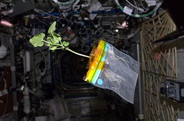 Pela primeira vez, NASA irá plantar vegetais no espaço