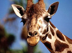 Girafas estão se espalhando pelo Facebook, entenda o porquê Girafas estão se espalhando pelo Facebook, entenda o porquê