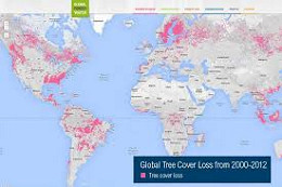 Usuários podem acompanhar mapa de desmatamento mundial através de site do Google