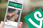 Dicas de como entender melhor o Vine Dicas de como entender melhor o Vine