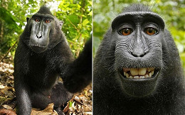 Selfie de macaco pode parar no Tribunal