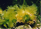 Vírus encontrado em algas verdes pode alterar algumas das capacidades mentais em humanos Vírus encontrado em algas verdes pode alterar algumas das capacidades mentais em humanos
