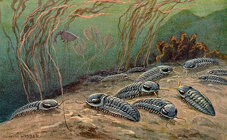 Trilobita, primeiro artrópode a habitar os oceanos. Sobreviveram por cerca de 250 milhões de anos.