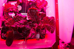 Verduras produzidas no espaço farão parte do cardápio dos astronautas pela primeira vez 