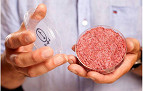Carne artificial pode chegar às prateleiras em até cinco anos Carne artificial pode chegar às prateleiras em até cinco anos