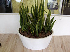 Conheça as cinco plantas recomendadas pela Nasa para purificar o ar da casa