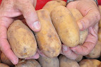 Nasa levará batatas para Marte. Saiba o motivo