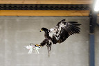 Águias são treinadas na Holanda para capturar drones