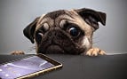 Filho de 4 patas: 7 Aplicativos para quem possui animais de estimação Filho de 4 patas: 7 Aplicativos para quem possui animais de estimação