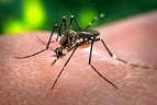 Google faz doação de US$ 1 milhão para ajudar na luta contra o Zika vírus Google faz doação de US$ 1 milhão para ajudar na luta contra o Zika vírus