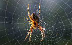 Cientistas consguem criar teia de aranha em laboratório