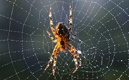 Cientistas consguem criar teia de aranha em laboratório Cientistas consguem criar teia de aranha em laboratório