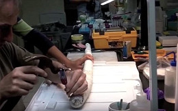 Molusco gigante é encontrado por cientistas nas Filipinas Molusco gigante é encontrado por cientistas nas Filipinas