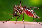 Bill Gates vai investir US$18 milhões para tornar mosquitos Aedes Aegypti estéreis