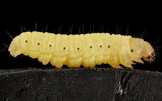 Pesquisadora descobre lagarta que degrada plástico 