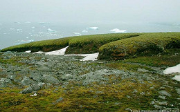 Aquecimento global deixa Antártida mais verde