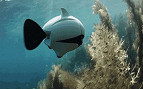 Biki: primeiro drone subaquático biônico do mundo com equilíbrio automatizado