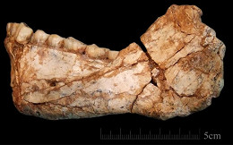 Homo sapiens pode ser 100 mil anos mais velho do que cientistas pensavam Homo sapiens pode ser 100 mil anos mais velho do que cientistas pensavam