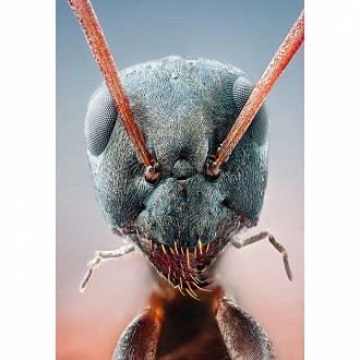 Close-up da formiga do seu jardim