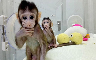 Zhong Zhong e Hua Hua os macacos clone. Foto: divulgação Chinese Academy of Sciences