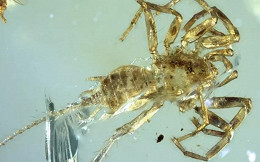 Fóssil do que se parece com uma mistura de aranha com escorpião é encontrado na Ásia