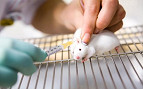 Cientistas conseguem diminuir tumor em ratos com auxílio de nanorrobôs Cientistas conseguem diminuir tumor em ratos com auxílio de nanorrobôs