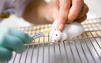 Cientistas conseguem diminuir tumor em ratos com auxílio de nanorrobôs.