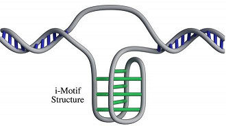 Cientistas encontraram uma nova estrutura de DNA que foi nomeado de i-Motif.